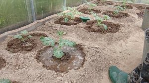 Первая корневая подкормка арбузов в теплице.