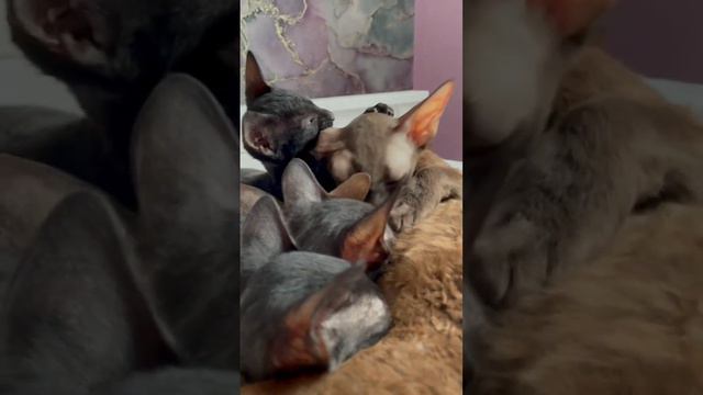 Только отвернулся #cat #kitten #кот #котенок #кошка #корнишрекс #kornishrex