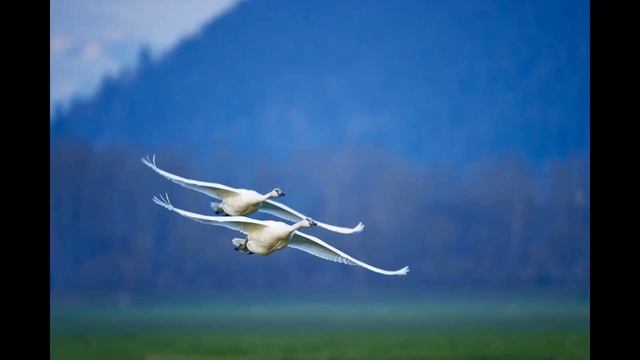 Я хочу парить как птица смотреть онлайн