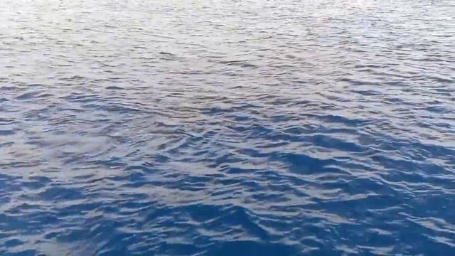 Весёлые дельфины в красном море دولفين في شرم الشيخ جمال اوووي смотреть онлайн