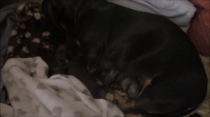 Моя такса РОДИЛА 9 ЩЕНКОВ.(РОДЫ ТАКСЫ)