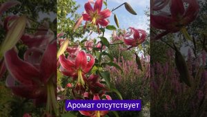 Красавица Востока-лилия чалмовидная "Блек Бьюти"