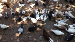 После дождей делаем профилактику голубям, от хрипоты.