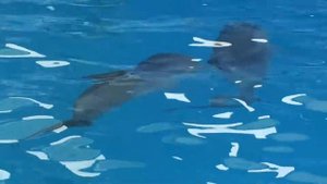 Дельфины. белуха