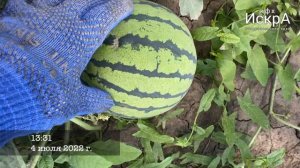Арбуз Шанхай (японские семена) - HD 720p