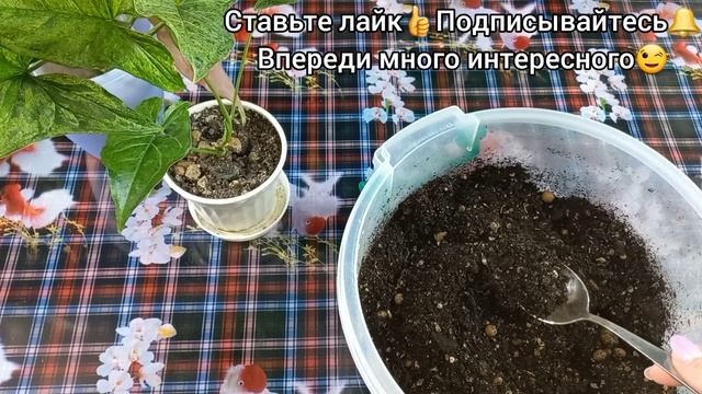 СИНГОНИУМ Моттлед?(Лягушка)?Корни в моей воде растут на ура!?От черенкования до формирования куста?