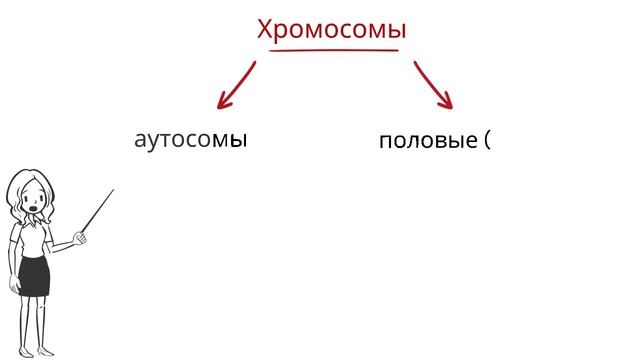 Хромосмы. Виды хромосом и их строение
