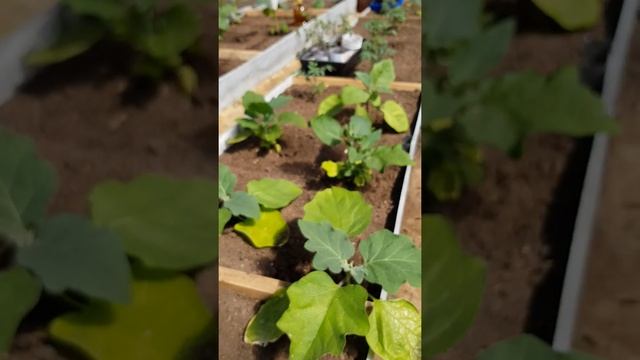 Дача-51 смотреть онлайн