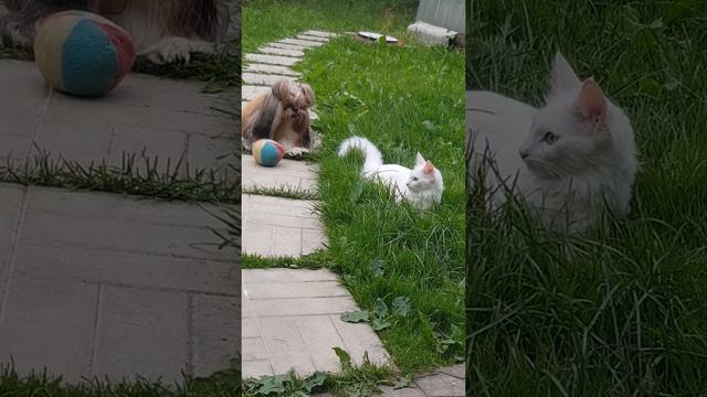 Белая котенок и шит-цу -как жить вместе