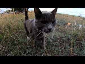 Мультик про металлокоп. Работы непочатый край.