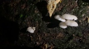 Summer oyster mushroom Pleurotus pulmonarius Florida