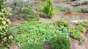 Незабудка 2020.  Подготовка к зиме. Загородная жизнь.