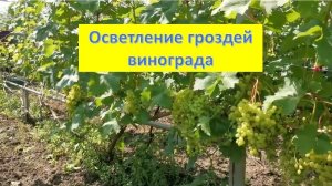 Осветление гроздей. Удаление листьев на винограде. Когда и для чего.