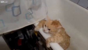 Толстый кот в ванной