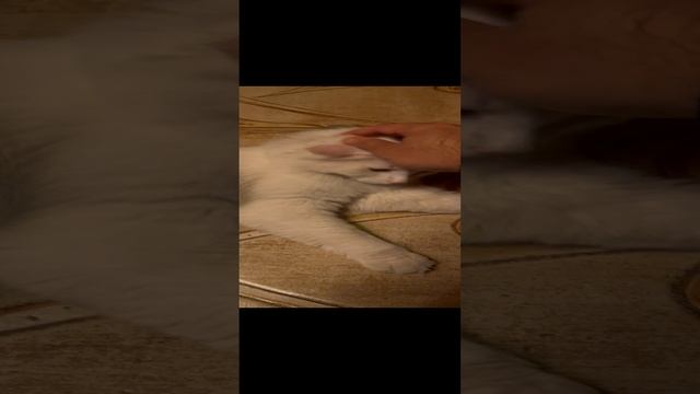 Маленький  котик ❤️?