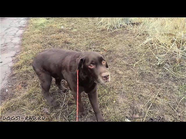 Балуша на прогулке. Не быстро, но уверенно! ) 2.01.2021