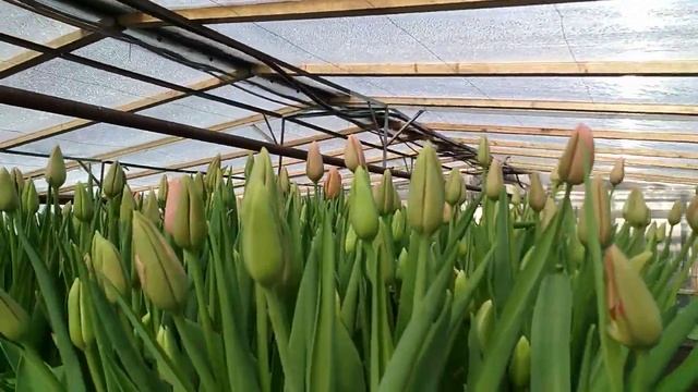 Сорт тюльпана Барселона готов к срезке. смотреть онлайн