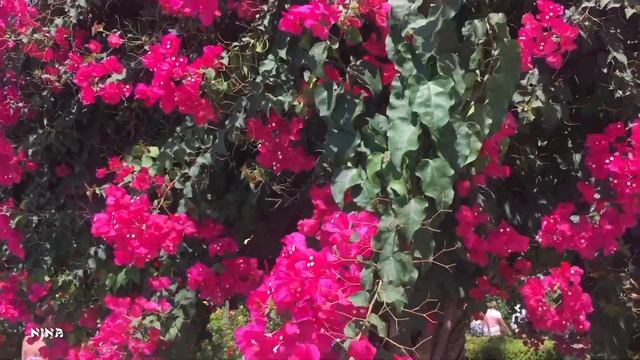 193. Очаровательные Цветы Турции под Прекрасную Музыку Сергея Чекалина! смотреть онлайн