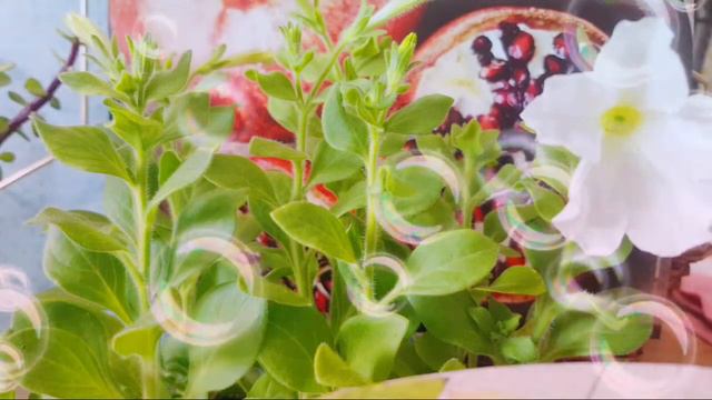 Petunia White flower. смотреть онлайн