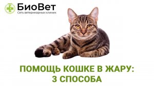 Как помочь кошкам в жару?
