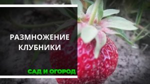 Выбираем кустики клубники для размножения
