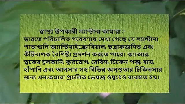 Lantana camara Flower By #Tipsandinfotube# смотреть онлайн