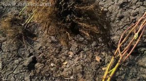 Саженцы ежевики, купить саженцы ежевики. Ежевика без шипов, саженцы. Ожина. Саджанці ожини.