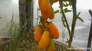 Сорт помидора Банан