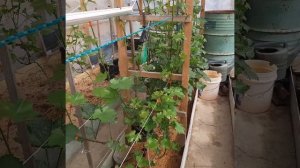 Виноград в Приморском крае! Подготовка к цветению?Теплица. 20.03.2023г