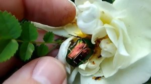 Насекомые на цветах шиповника 1