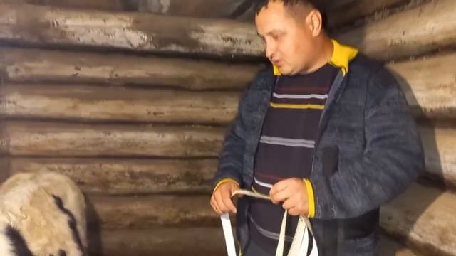 Быки на откорм. Вес быка Голштинской породы в 4 месяца#Бык#Теленок#откормбыков#кормдлябыков#КРС.