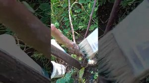 Осенняя обрезка деревьев