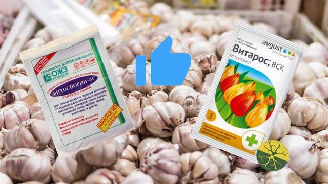 Тонкости посадки чеснока осенью ? Сажаем правильно! Инструкция по посадке озимого чеснока