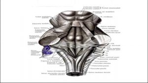 АНАТОМИЯ ЭКЗАМЕН #ПРОДОЛГОВАТЫЙ МОЗГ