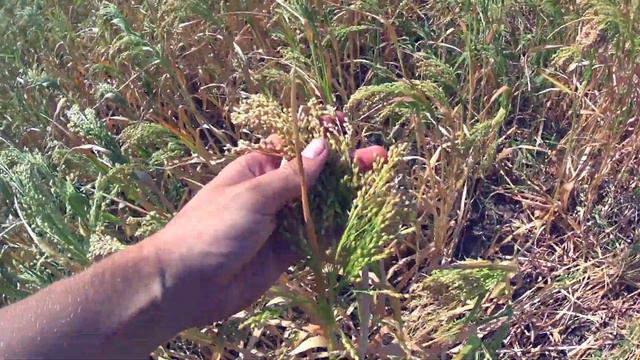 30.07.21. Уборка Просо. Косим в двойной валок. Комбайн Нива СК-5. смотреть онлайн