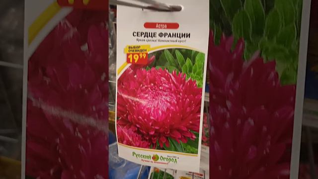 Семена Астры Сердце Франции