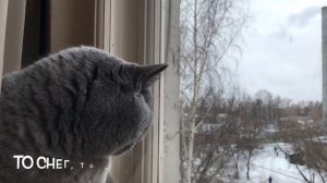 Британский кот Гарри - За окном ураган? / British cat Harry