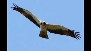 Орёл-карлик. Интересная птичка из семейства ястребиных.