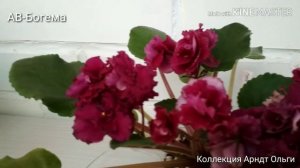 Фиалка АВ-Богема