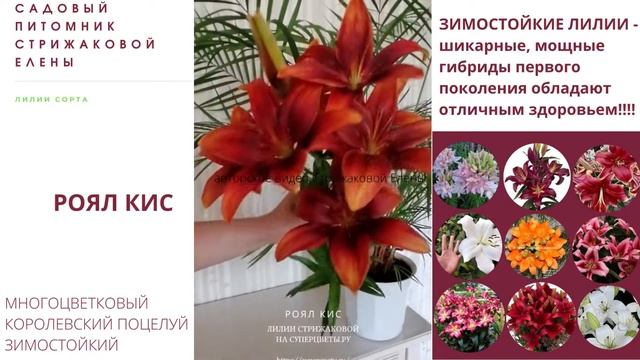 РОЯЛ КИС зимостойкие лилии смотреть онлайн