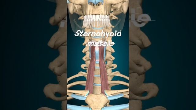 sternohyoid muscle ? action : depresses the hyoid  & larynx during swallowing phonation