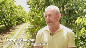 ИП Иванова Наталья Владимировна - черешневый сад