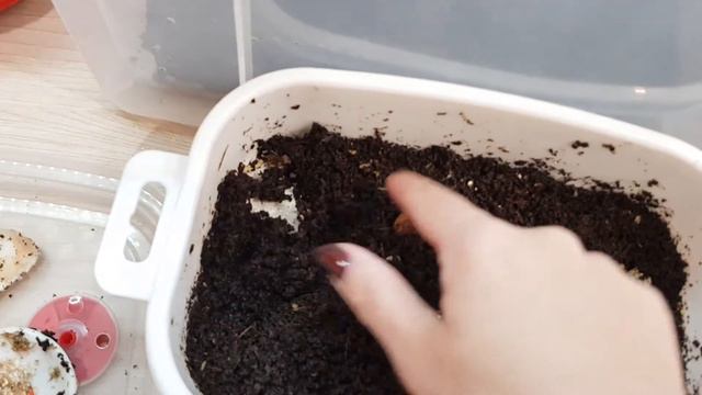 ОГРОМНЫЕ УЛИТКИ АХАТИНА / НОВЫЕ УЛИТКИ #улитка #ахатина #огромнаяулитка смотреть онлайн