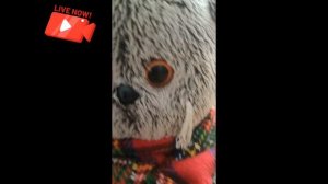 утренняя прогулка басиков . У нас пополнение!?