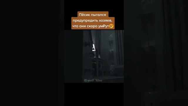 Пёсик пытался предупредить хозяев, что они скоро умрут... Сериал "Сладких снов" 2016 года смотреть онлайн