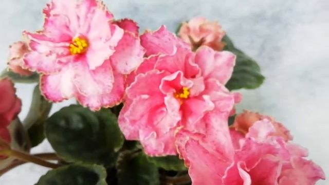 ПТ-Костяника