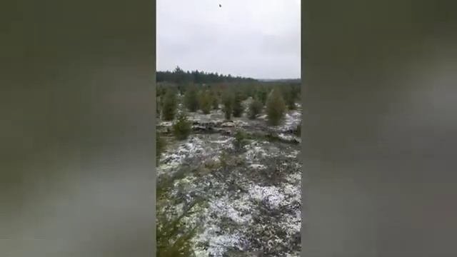 копаем елки.