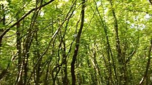 Ольгинка Поход на мыс Грязнова