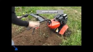 Pubert Vario