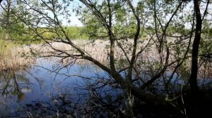 звук на болоте